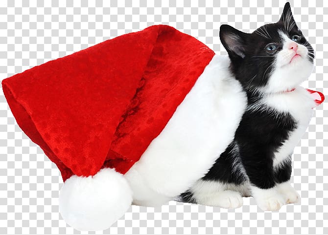Kitten Siamese cat Christmas Santa Claus Black cat, kitten transparent background PNG clipart