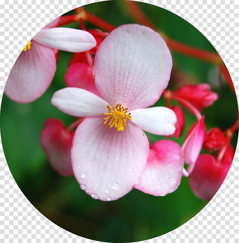 Wax begonia Begonia involucrata Flower Genus Begonia aequilateralis, flower transparent background PNG clipart