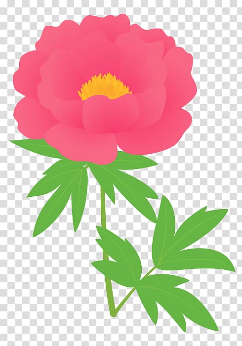Garden roses Chinese peony Moutan peony Cut flowers, Peony Chinese transparent background PNG clipart