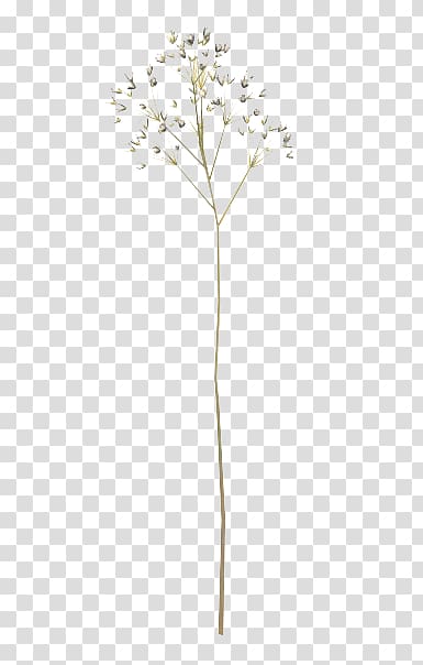 dried flower sticks transparent background PNG clipart