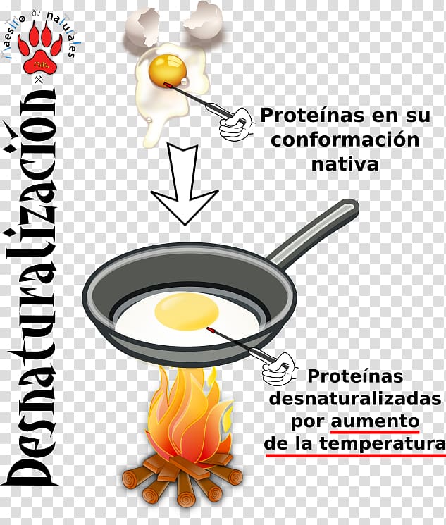Protein tertiary structure Peptide bond Denaturation Egg, Quinoa transparent background PNG clipart