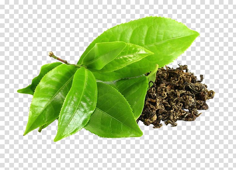 Green tea Camellia sinensis Epigallocatechin gallate, green tea transparent background PNG clipart