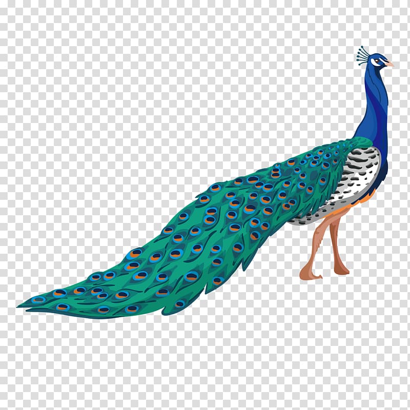 Peafowl Adobe Illustrator, peacock transparent background PNG clipart