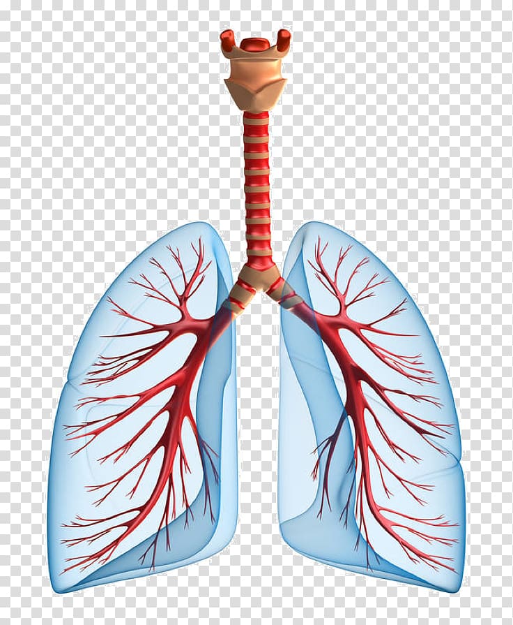 Pulmonary edema Lung Chronic Obstructive Pulmonary Disease Kidney failure, others transparent background PNG clipart