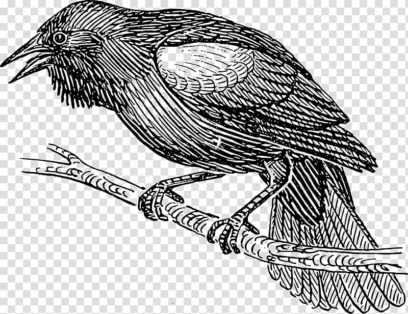 Bird nest Drawing Common blackbird, Bird transparent background PNG clipart