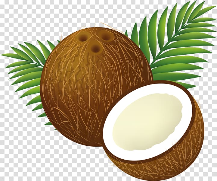 brown coconuts , Coconut water Coconut milk , coconut transparent background PNG clipart