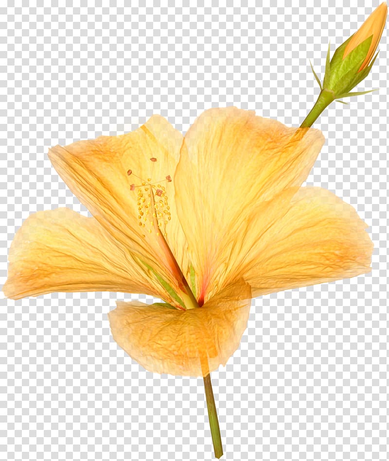 yellow Hibiscus flower illustration, Hawaiian hibiscus Flower, Flowers transparent background PNG clipart