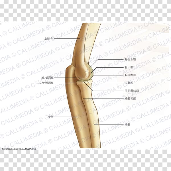 Thumb Elbow Bone Humerus Joint, Radial Tuberosity transparent background PNG clipart