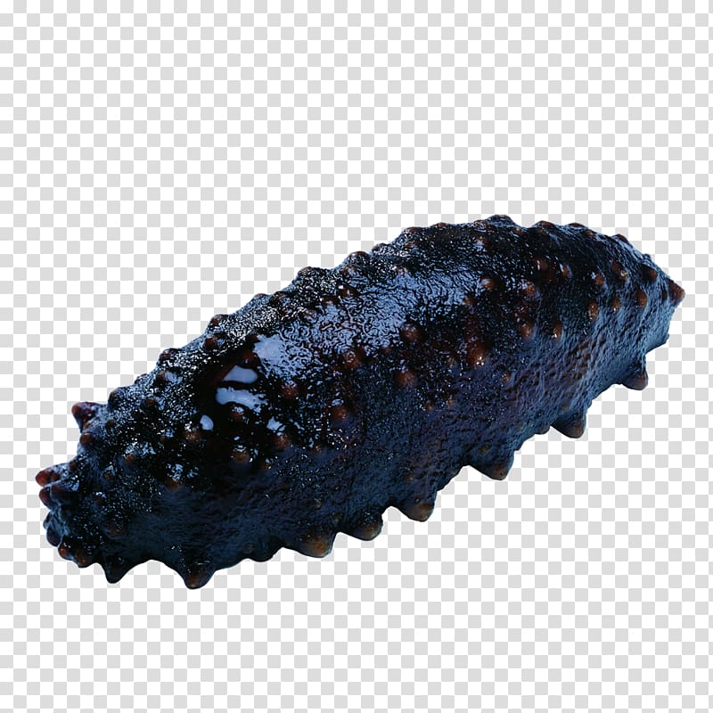 Sea cucumber Holothuria atra Seafood Holothuria (Microthele) nobilis, Haisheng transparent background PNG clipart