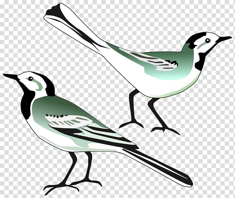 White Wagtail Computer Icons , pigeon transparent background PNG clipart