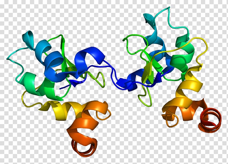 Baculoviral IAP repeat-containing protein 3 Inhibitor of apoptosis Gene, protein transparent background PNG clipart
