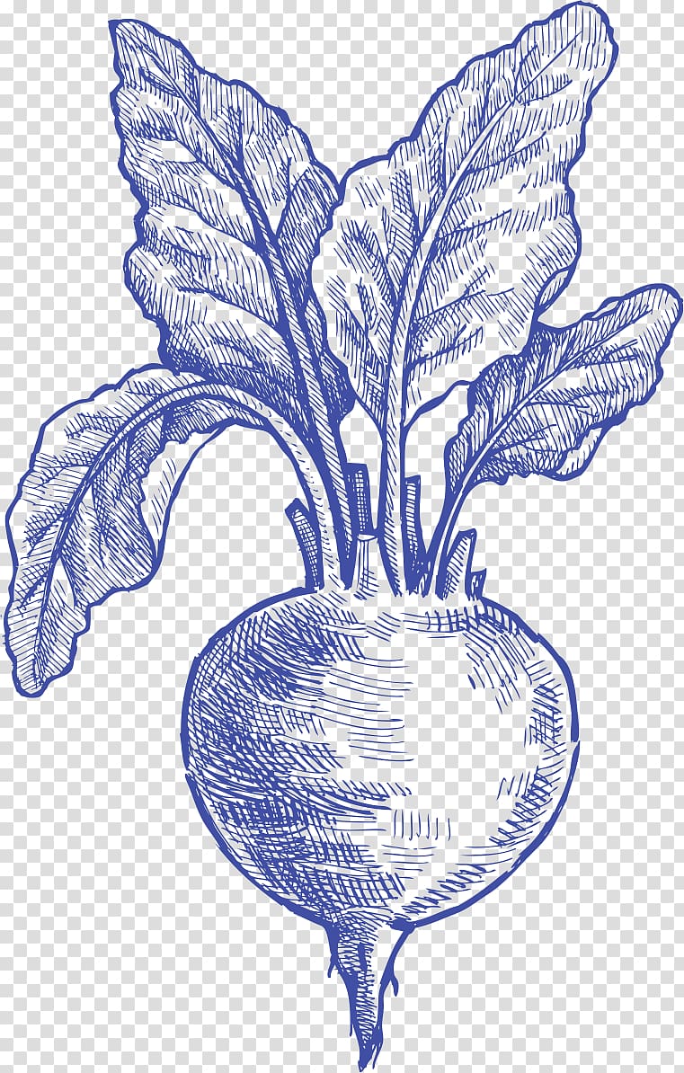 Vegetable Drawing /m/02csf Flowering plant, Common Beet transparent background PNG clipart