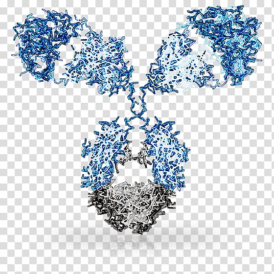 Monoclonal antibody Affinity maturation Immune response B cell, technological innovation transparent background PNG clipart
