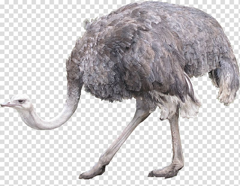 Ostrich transparent background PNG clipart