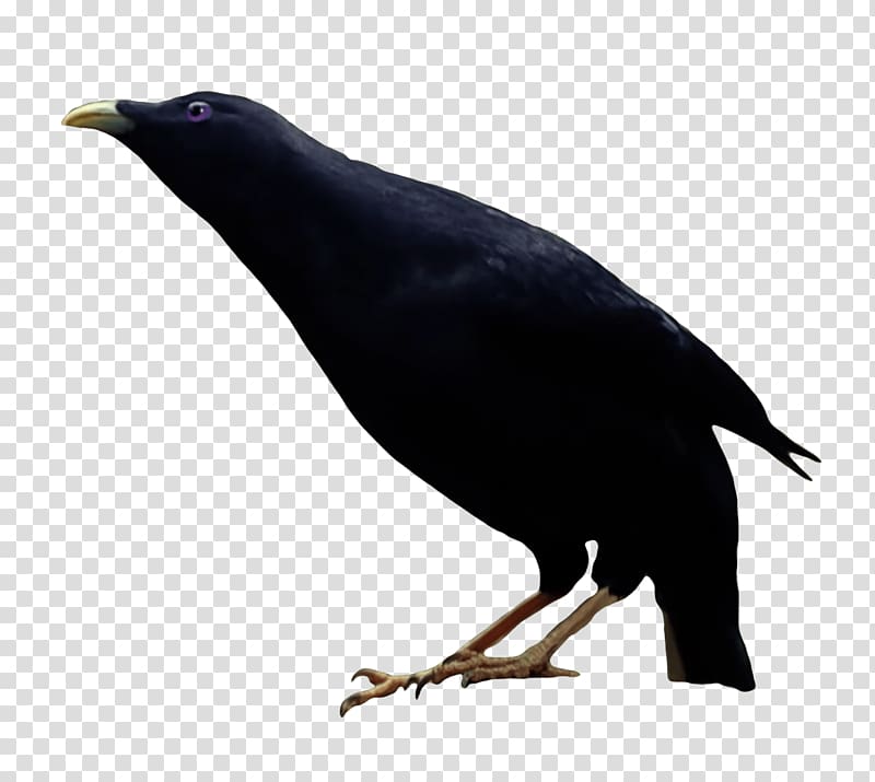 New Caledonian crow American crow Bird, stick transparent background PNG clipart
