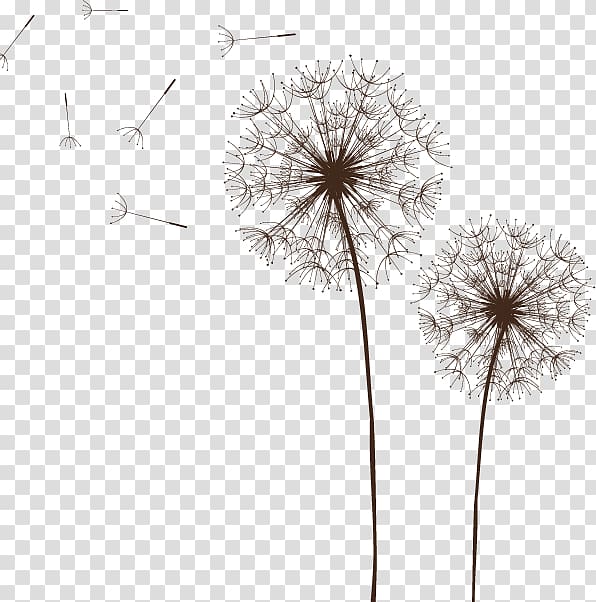 dandelion plant, Light Dandelion Euclidean , Dandelion transparent background PNG clipart