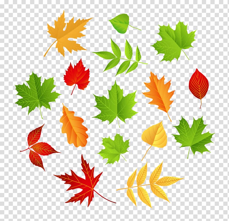 Le Clos des Sternes*** Maple leaf Child, Leaf transparent background PNG clipart