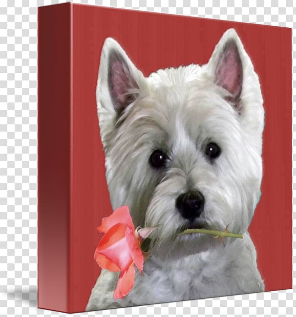 West Highland White Terrier Cairn Terrier Dog breed Companion dog, rose leslie transparent background PNG clipart
