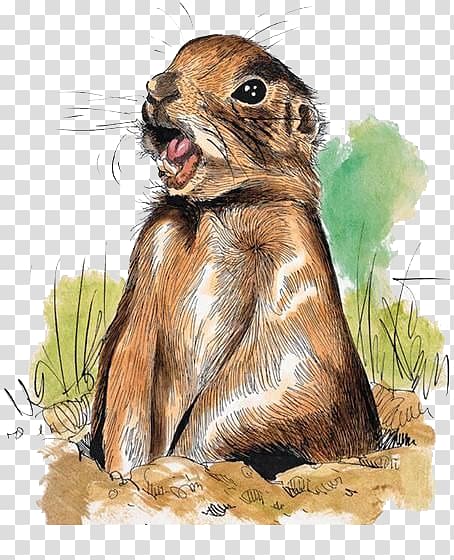 Squirrel Prairie dog Marmot Hare Illustration, squirrel transparent background PNG clipart