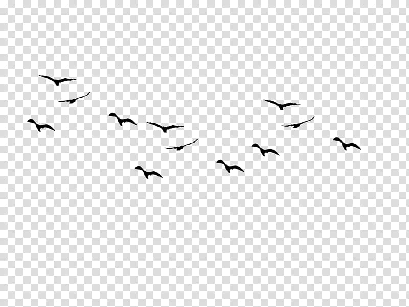 Bird flight Flock , Square black transparent background PNG clipart