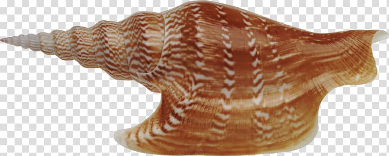 Seashell Sea snail, Seashell transparent background PNG clipart