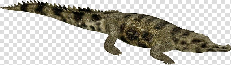 Gharial Crocodiles Alligators Tyrannosaurus, false gharial transparent background PNG clipart