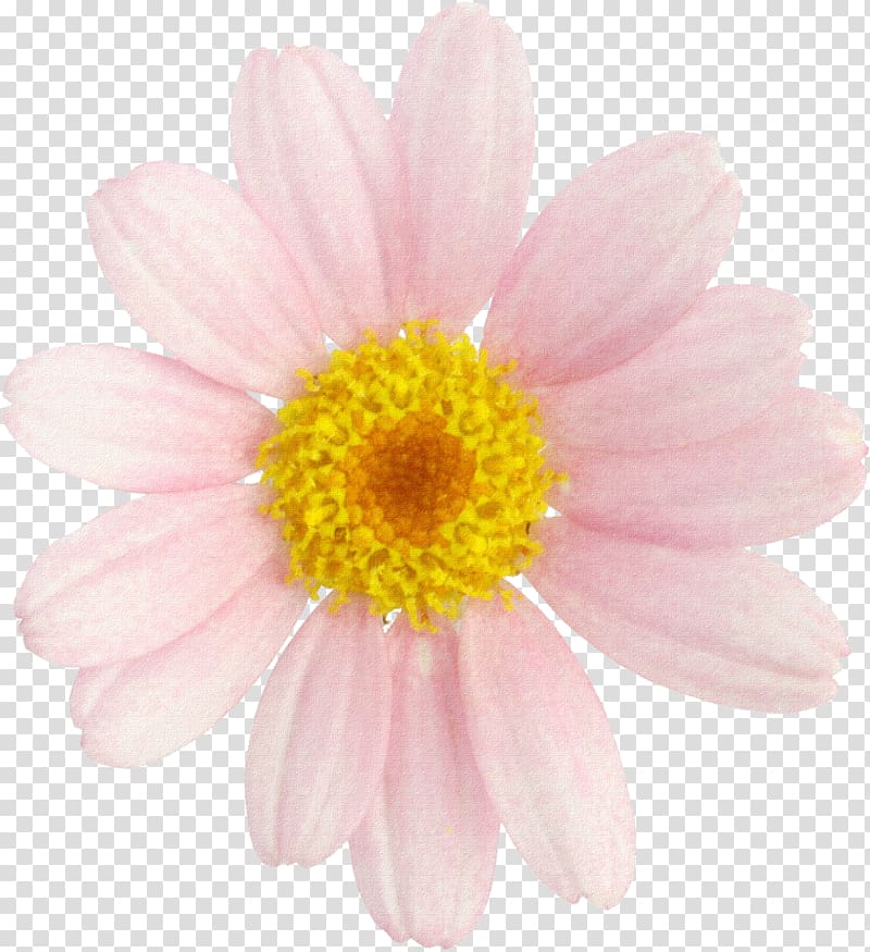 Male Testosterone Marguerite daisy Chrysanthemum Cut flowers, Margarita transparent background PNG clipart