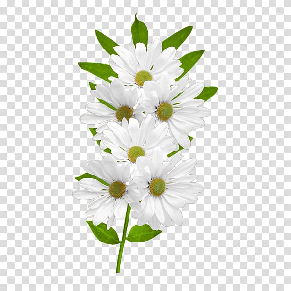 white flowers in bloom, Flower Common daisy , White Daisies transparent background PNG clipart