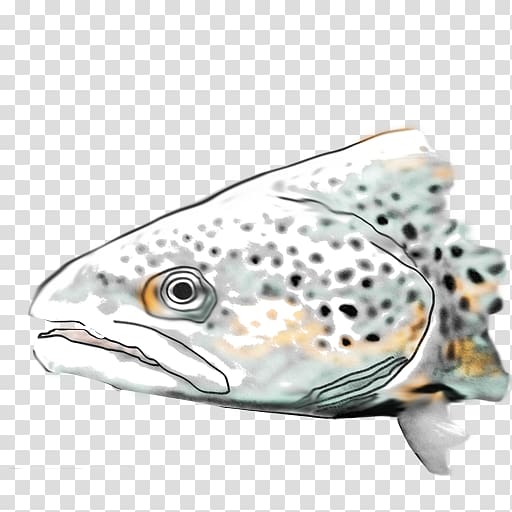 Brown trout Fishing Brook trout, fish transparent background PNG clipart