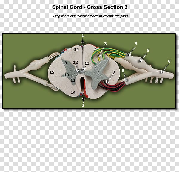 Organism, Human spine transparent background PNG clipart Organism, Human spine transparent background PNG clipart