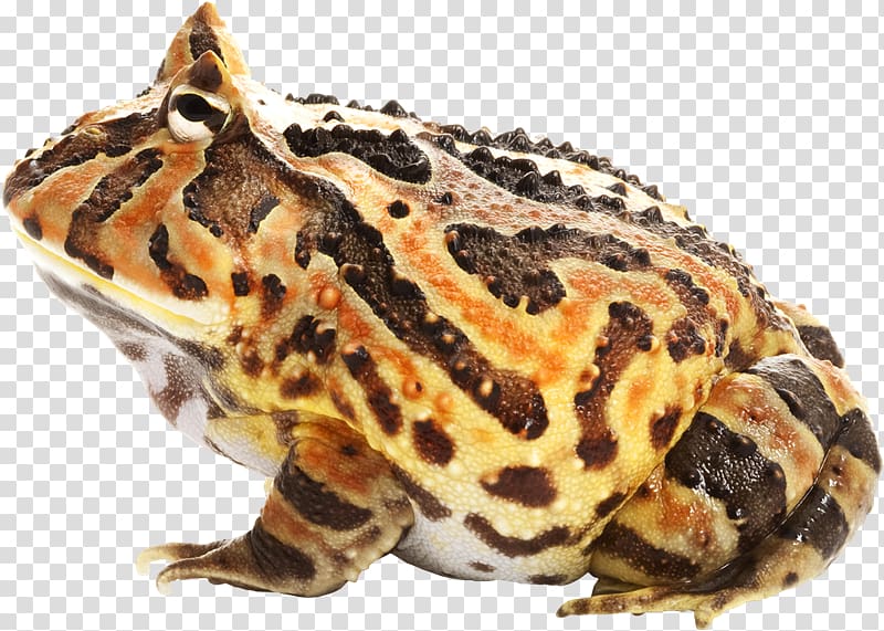 Toad True frog Scape, Rana transparent background PNG clipart