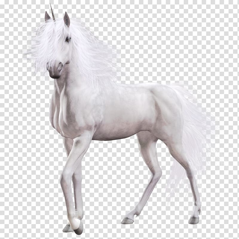 white unicorn illustration, White Horse Country Club Equine coat color, Unicorn transparent background PNG clipart