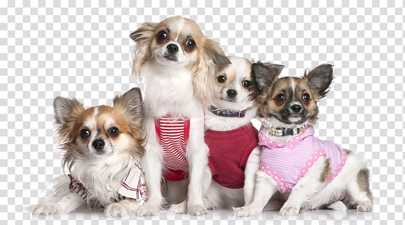 Chihuahua Shih Tzu Puppy Cat Pet, Meng Meng da cute puppy pet decorative pattern transparent background PNG clipart