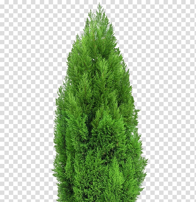 Mediterranean cypress Tree Landscape architecture , tree transparent background PNG clipart