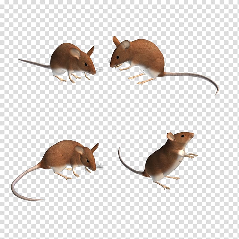 Computer mouse Rat Gerbil, 3D Mouse transparent background PNG clipart