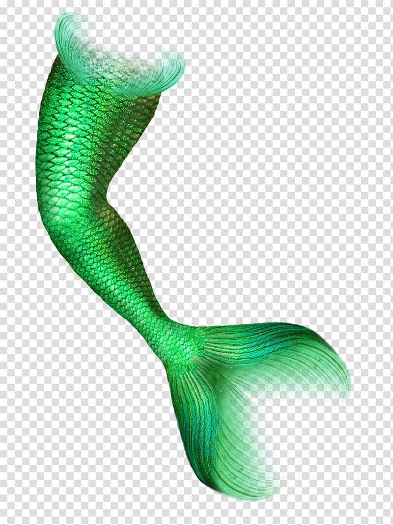 Green mermaid tail illustration, Mermaid Tail, Mermaid transparent