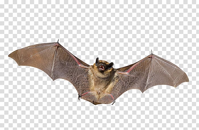 Little brown bat Mammal Animal Nocturnality, bat transparent background PNG clipart