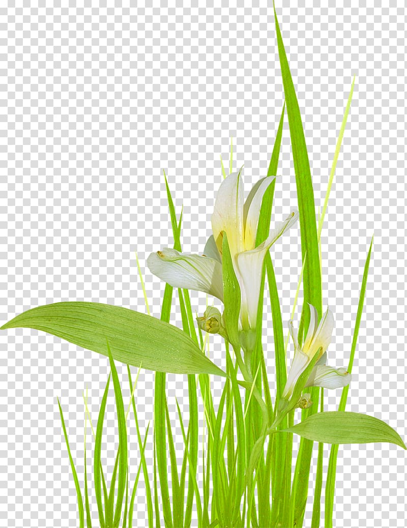 Ryegrass Flower Herbaceous plant Plant stem, bamboo transparent background PNG clipart