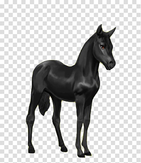 Friesian horse Howrse Foal Criollo Appaloosa, Foal transparent background PNG clipart