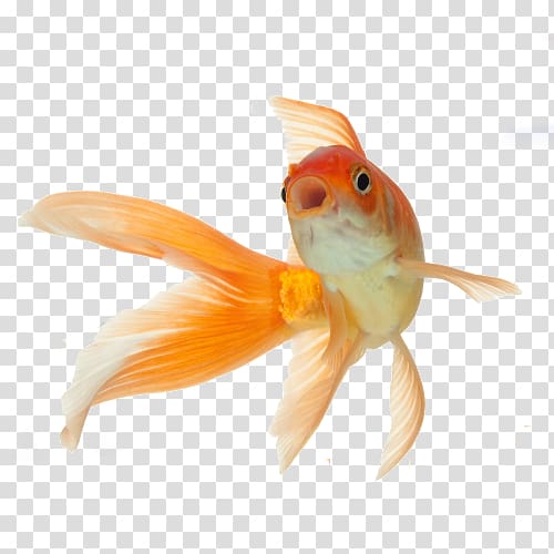 Koi Comet Fantail Black Telescope, shark transparent background PNG clipart