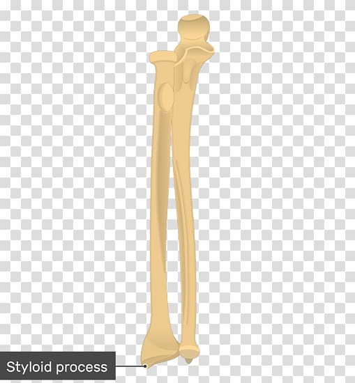 Tuberosity of the ulna Radius Radial tuberosity Carpal bones, radius transparent background PNG clipart