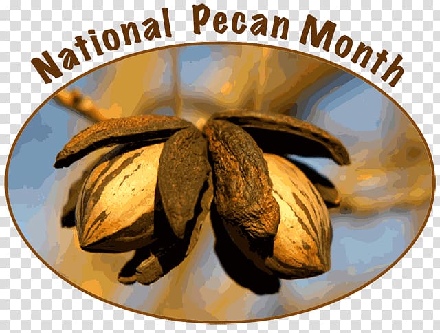 Elliot Pecan English walnut, walnut transparent background PNG clipart