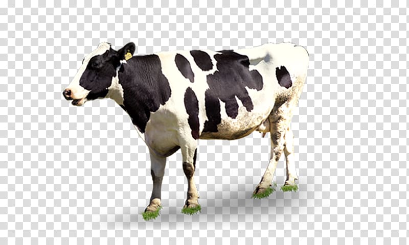 black and white cow, Dairy cattle Milk, Dairy cow transparent background PNG clipart