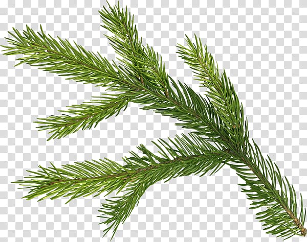 Spruce Fir Pine Christmas Advent wreath, christmas transparent background PNG clipart