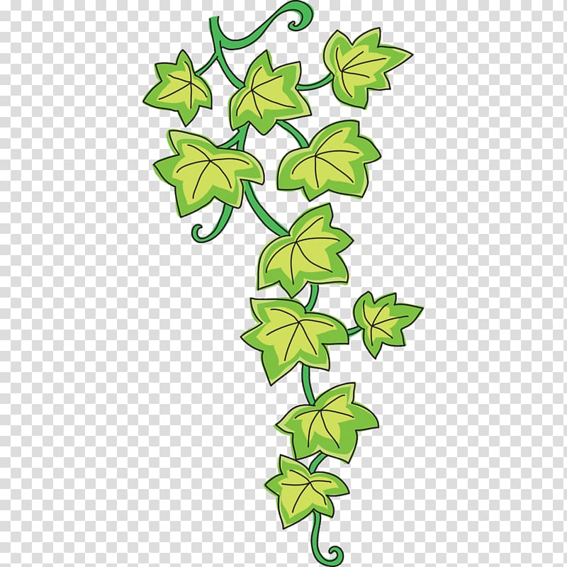 Vine Common ivy Drawing Sticker , enredadera transparent background PNG clipart