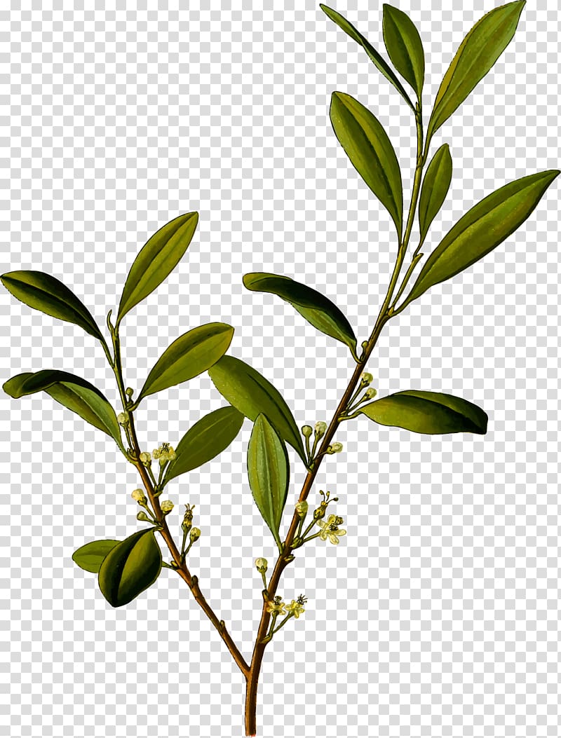 Köhler\'s Medicinal Plants Erythroxylum coca Cocaine Botany, Coca Leaves transparent background PNG clipart