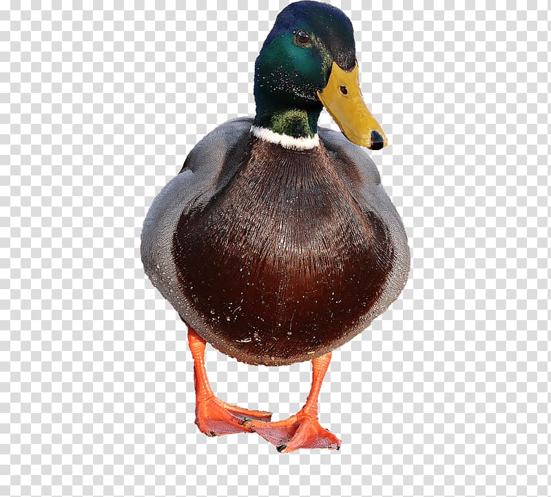 brown and green bird, Duck Male transparent background PNG clipart