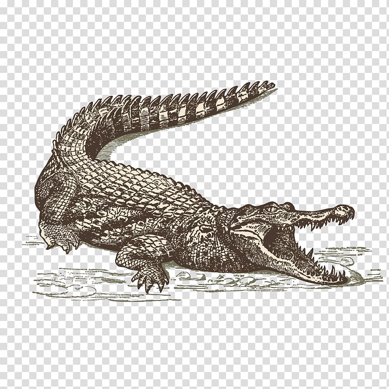 International Drive Orlando Crocodile Everglades Restaurant, Sketch crocodile transparent background PNG clipart