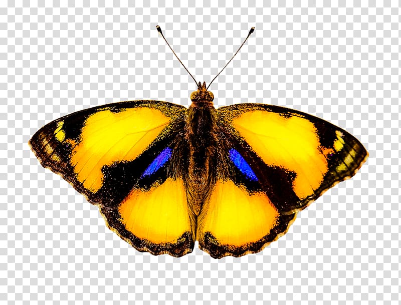 Monarch butterfly Colias Moth Lycaenidae, butterfly transparent background PNG clipart