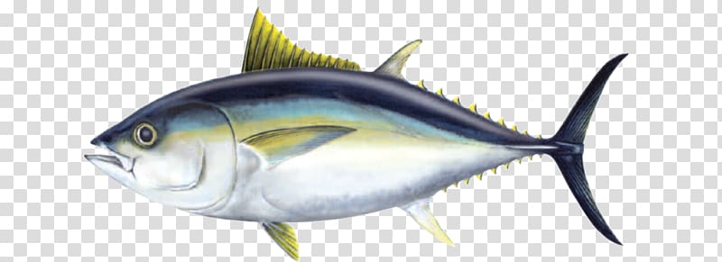 Bigeye tuna Atlantic bluefin tuna Yellowfin tuna Oily fish, fish  transparent background PNG clipart